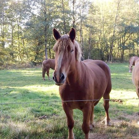 Ferienhaus Kutschenmeyer Schneverdingen Zewnętrze zdjęcie