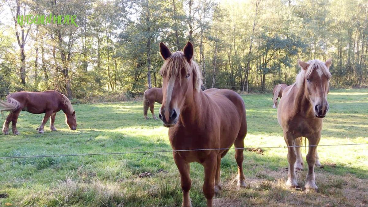 Ferienhaus Kutschenmeyer Schneverdingen Zewnętrze zdjęcie